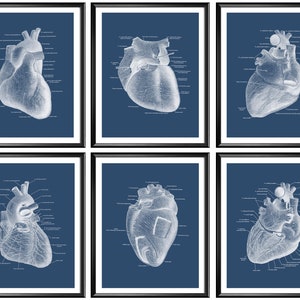 6 Anatomisches Herz Poster Kardiologe Arzt Geschenk Menschliches Herz Anatomie Kunst Medizinische Kunst Herz Spezialist Geschenk Herz Chirurg Geschenk Arzt