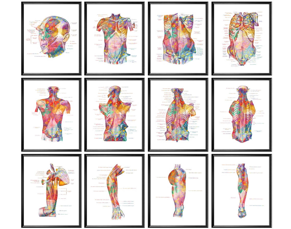 12 Watercolor Anatomy Posters Muscular System Function Medical Art Body ...