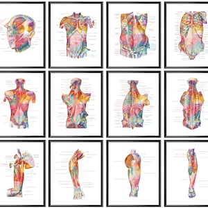 12 poster di anatomia ad acquerello, funzione del sistema muscolare, arte medica, struttura dei muscoli del corpo, decorazione da parete per clinica, armadietto del chirurgo, regalo