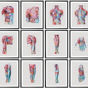 Human Body Muscles Diagram Labeled Muscular System Anatomy Poster Medical Watercolor Art Massage Therapist Gift Surgical Anatomy Art
