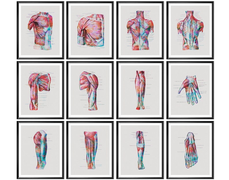 Human Body Muscles Diagram Labeled Muscular System Anatomy Etsy