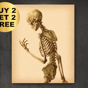 Human Skeleton Vintage Poster Anatomy Decor Medical Art Doctor Gift Anatomical Decor Orthopedic Gift Surgeon Gift Chiropractor Gift