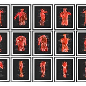 15 Muscular System Anatomy and Physiology Art Human Muscle Poster Medical Art Skeletal Muscles of Human Body Wall Decor Massage Therapy Art