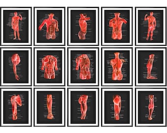 15 Sistema muscolare Anatomia e fisiologia Arte Muscolo umano Poster Arte medica Muscoli scheletrici del corpo umano Decorazione della parete Arte della terapia di massaggio