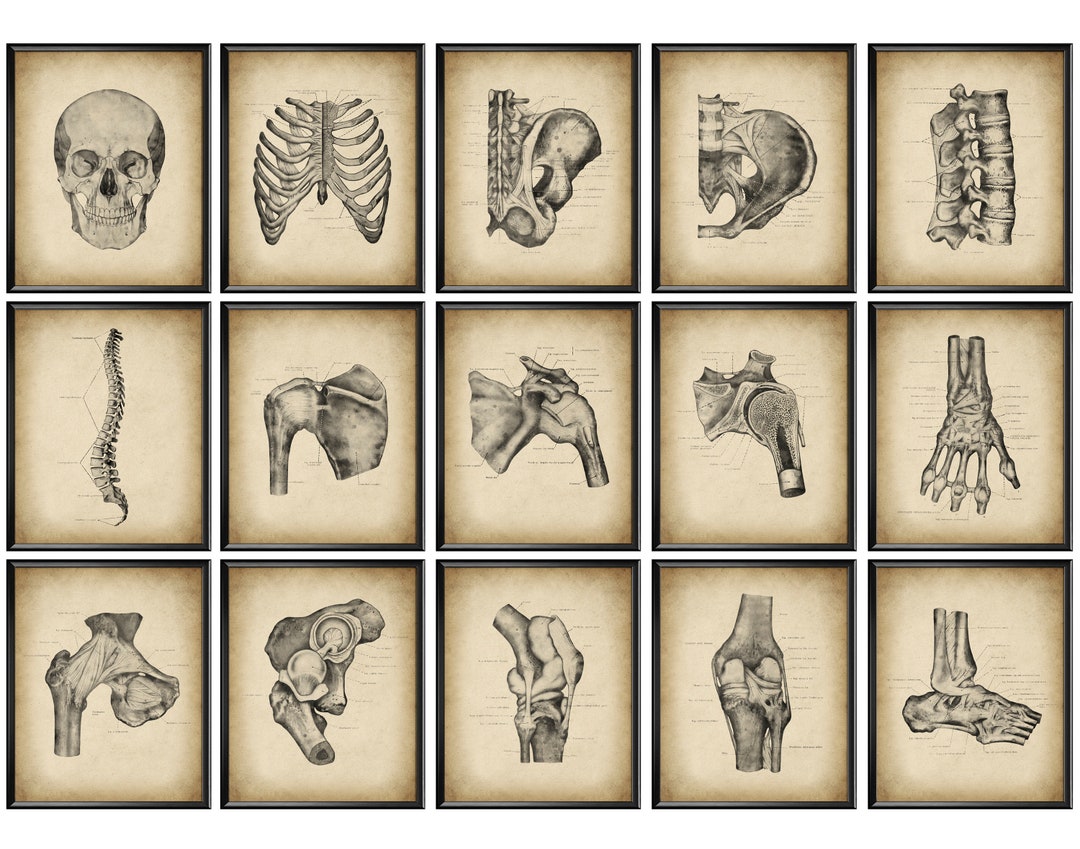 Vintage Skeletal System Poster Set of 15, Arthrology Art, Medical ...