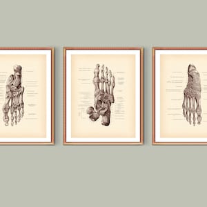 Podiatry Art, Foot Bones Anatomy Art, Medical Poster, Labeled Feet Bones, Chiropractic Clinic Decor, Surgeon Office Art, Podiatrist Gift