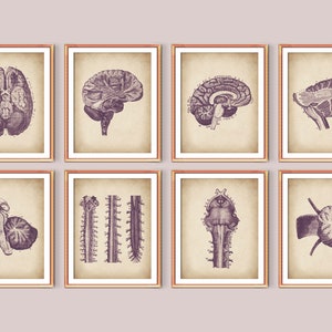 Set 8 of Human Nervous System, Brain Poster, Spinal Cord Poster, Neurology Art, Medical Wall Decor, Vintage Science Art, Neurologist Gift