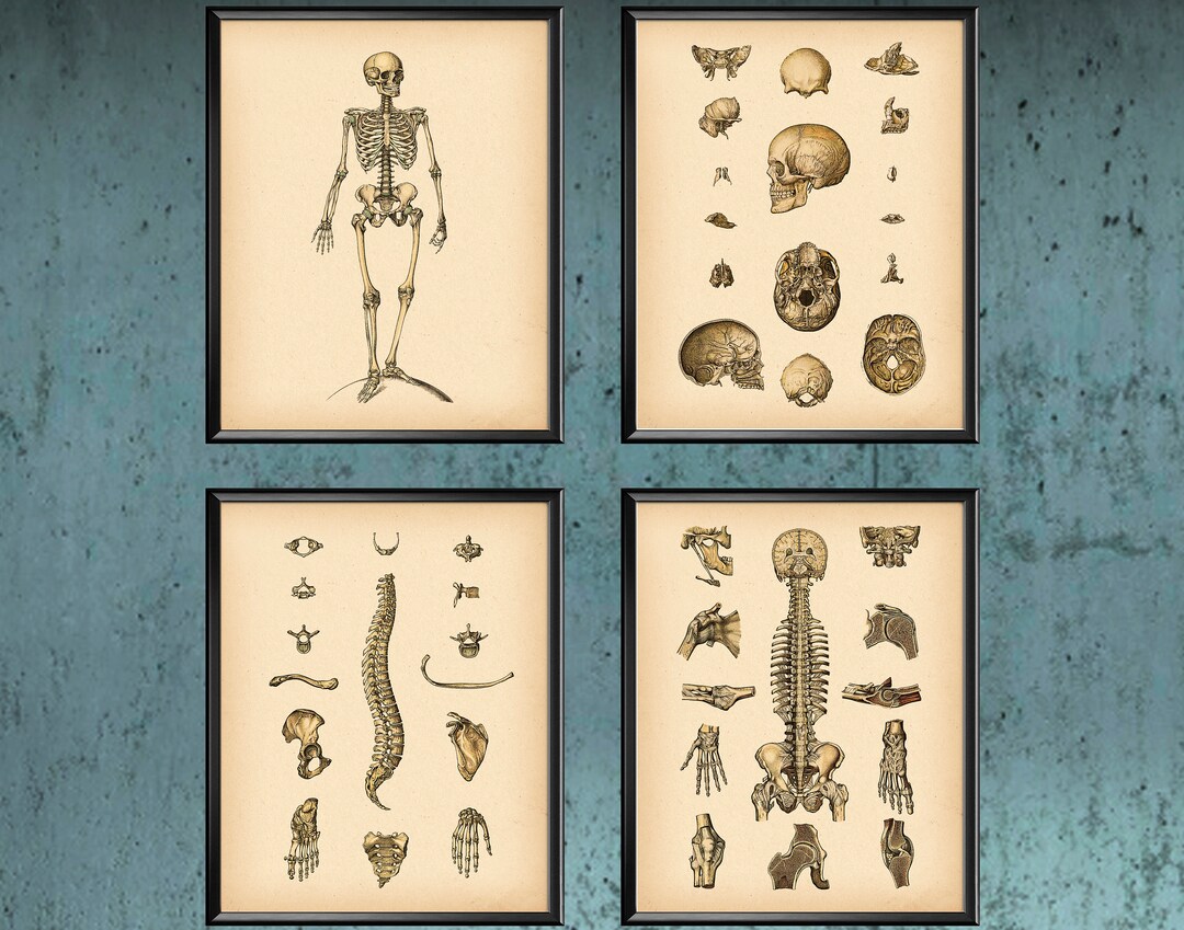 4 Human Skeleton Anatomy Art Vintage Medical Decor Skull Art Skeletal