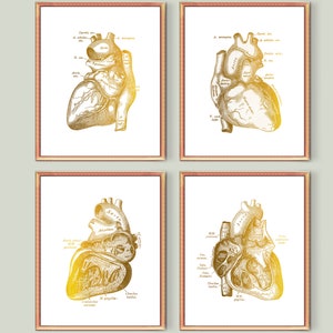 4 Anatomische Herz Kunst, Vintage Kardiologie Kunst, Herz Struktur Poster, Medizinische Kunst, Kardiologe Geschenk, Chirurg Geschenk, Arzt Büro Dekor