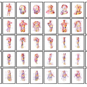 40 Muscular Anatomy Posters, Human Anatomy Watercolor Art, Muscles Structure Diagram, Medical Art, Massage Therapy Poster, Clinic Decor