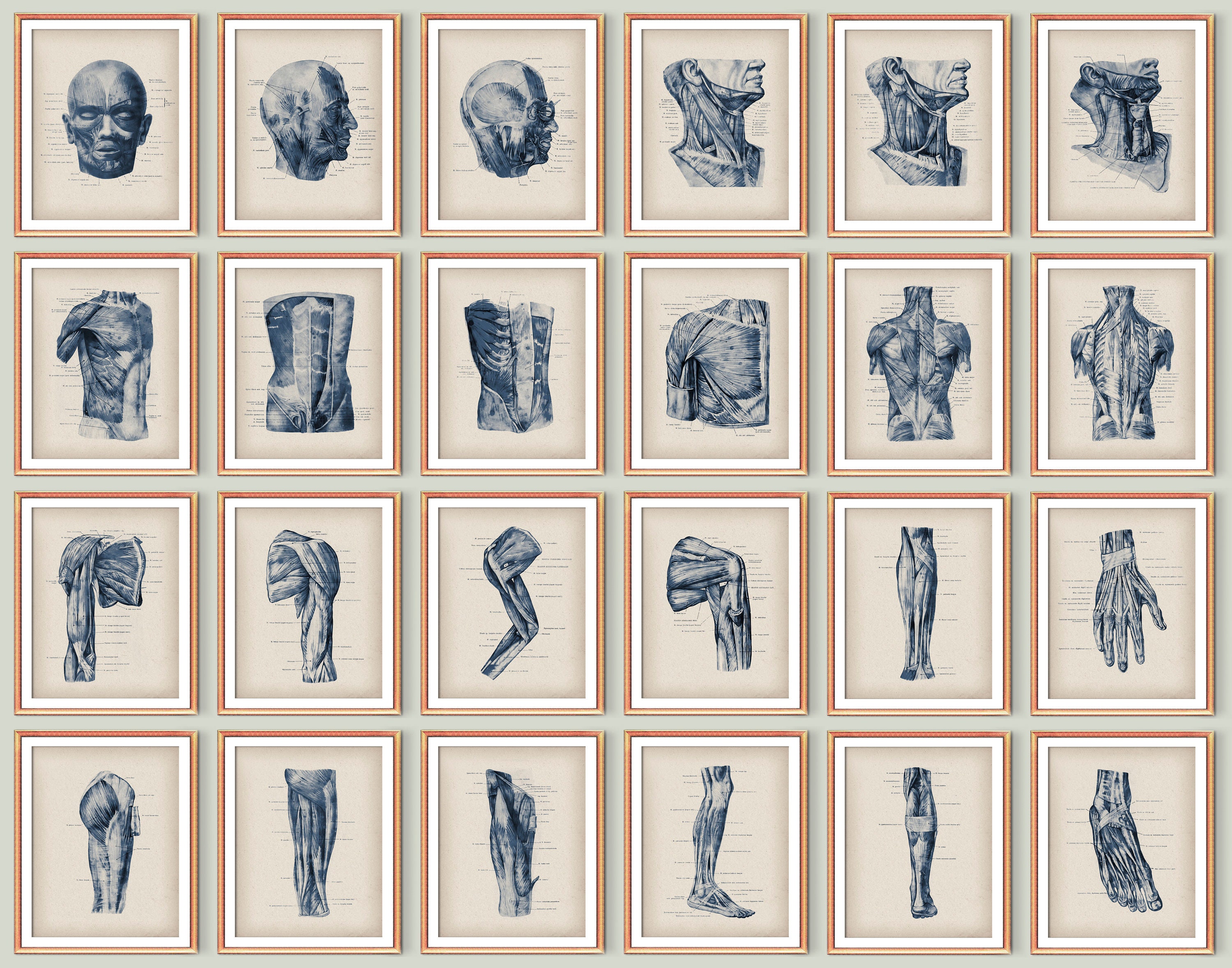 24 Anatomical Body Posters Human Anatomy Art Medical Art Muscular ...