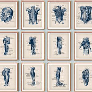 12 Human Body Anatomy Posters Muscular System Diagram Medical Art Major Muscles Structure Print Massage Clinic Wall Decor Surgeon Office Art