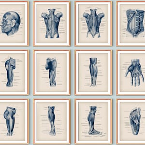 12 Menschlicher Körper Anatomisch Poster Muskulatur Diagramm Medizinische Kunst Große Muskeln Struktur Druck Massage Klinik Wand dekor Chirurg Büro Kunst