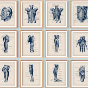 12 Human Body Anatomy Posters Muscular System Diagram Medical Art Major Muscles Structure Print Massage Clinic Wall Decor Surgeon Office Art