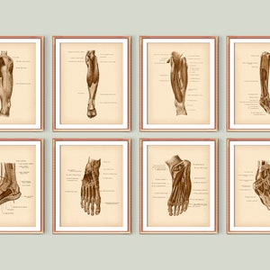 8 Leg Anatomy Posters Anatomical Foot Art Bones and Muscles of Foot and Hip Medical Art Orthopedic Anatomy Med School Decor Podiatrist Gift