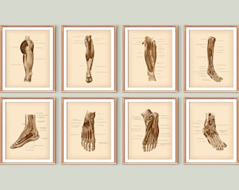 8 Carteles de anatomía de piernas Arte anatómico del pie Huesos y músculos del pie y la cadera Arte médico Anatomía ortopédica Med Decoración escolar Regalo de podólogo