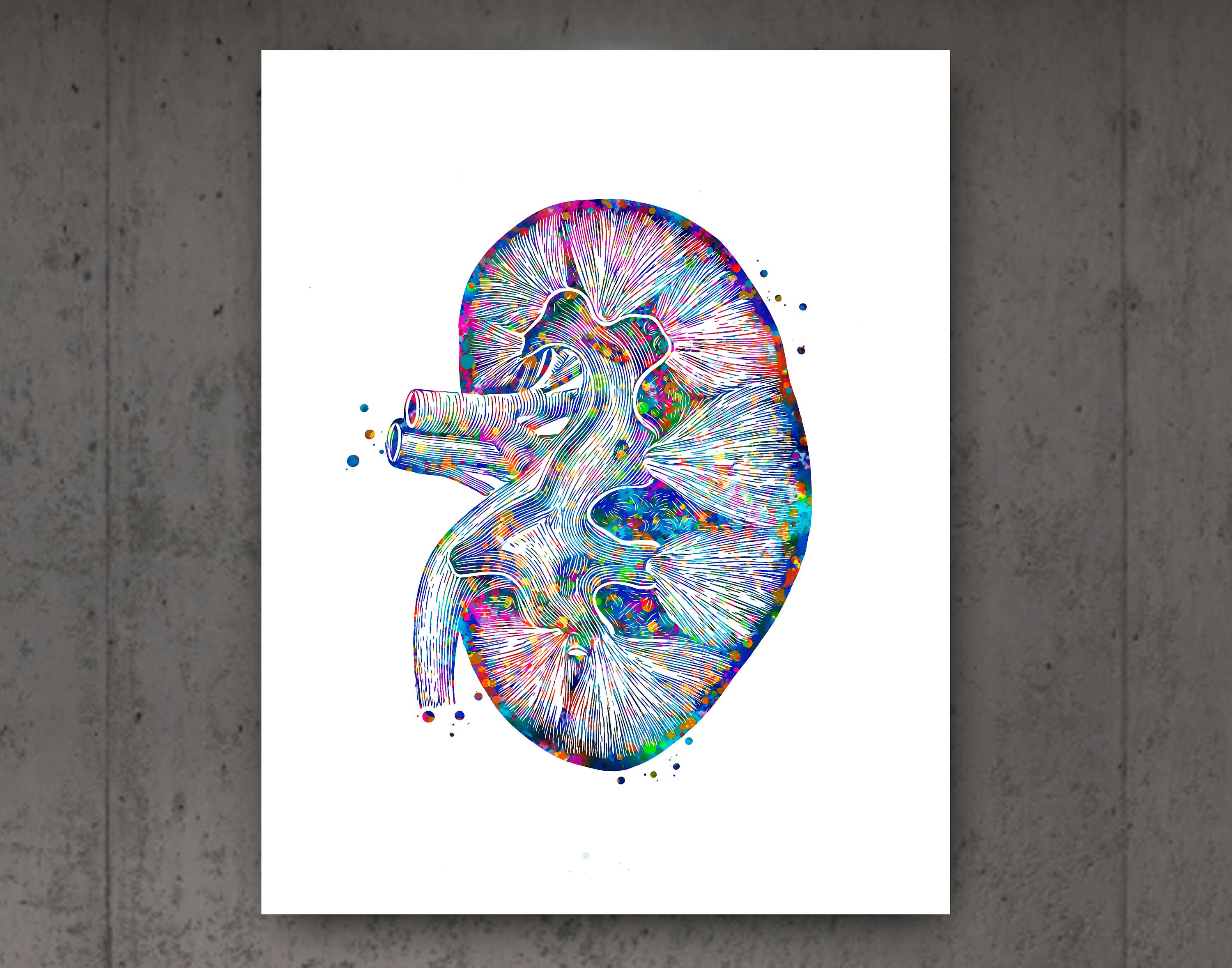 Anatomy Posters Medical Art Anatomical Heart Brain Lungs Liver Kidney ...