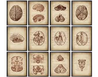 12 Human Anatomical Brain Posters Antique Neurology Art Vintage Medical Decor Neuroanatomy Poster Neuroscientist Gift Neurologist Office Art