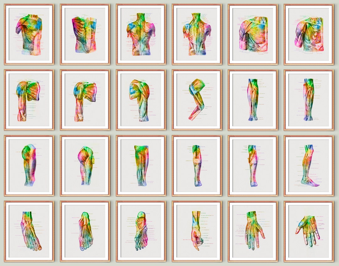 Watercolor Human Anatomy Poster Set of 24 Muscular System Poster Body ...