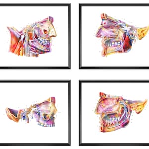 4 pósteres de anatomía Dental arte de anatomía dental carta saludable de boca arte de anatomía Oral regalo de dentista regalo de cirujano Dental regalo de ortodoncista
