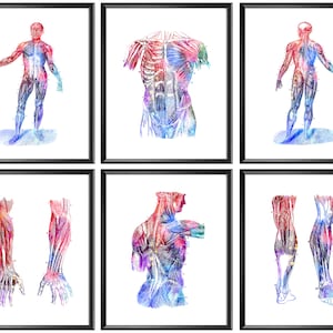 Set 6 Human Anatomy Art Physiology Artwork Sports Therapy Wall Decor Massage Therapist Gift Physiotherapy Treatment Room Art Muscle Drawing