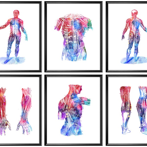 Set 6 Human Anatomy Art Physiology Artwork Sports Therapy Wall Decor Massage Therapist Gift Physiotherapy Treatment Room Art Muscle Drawing