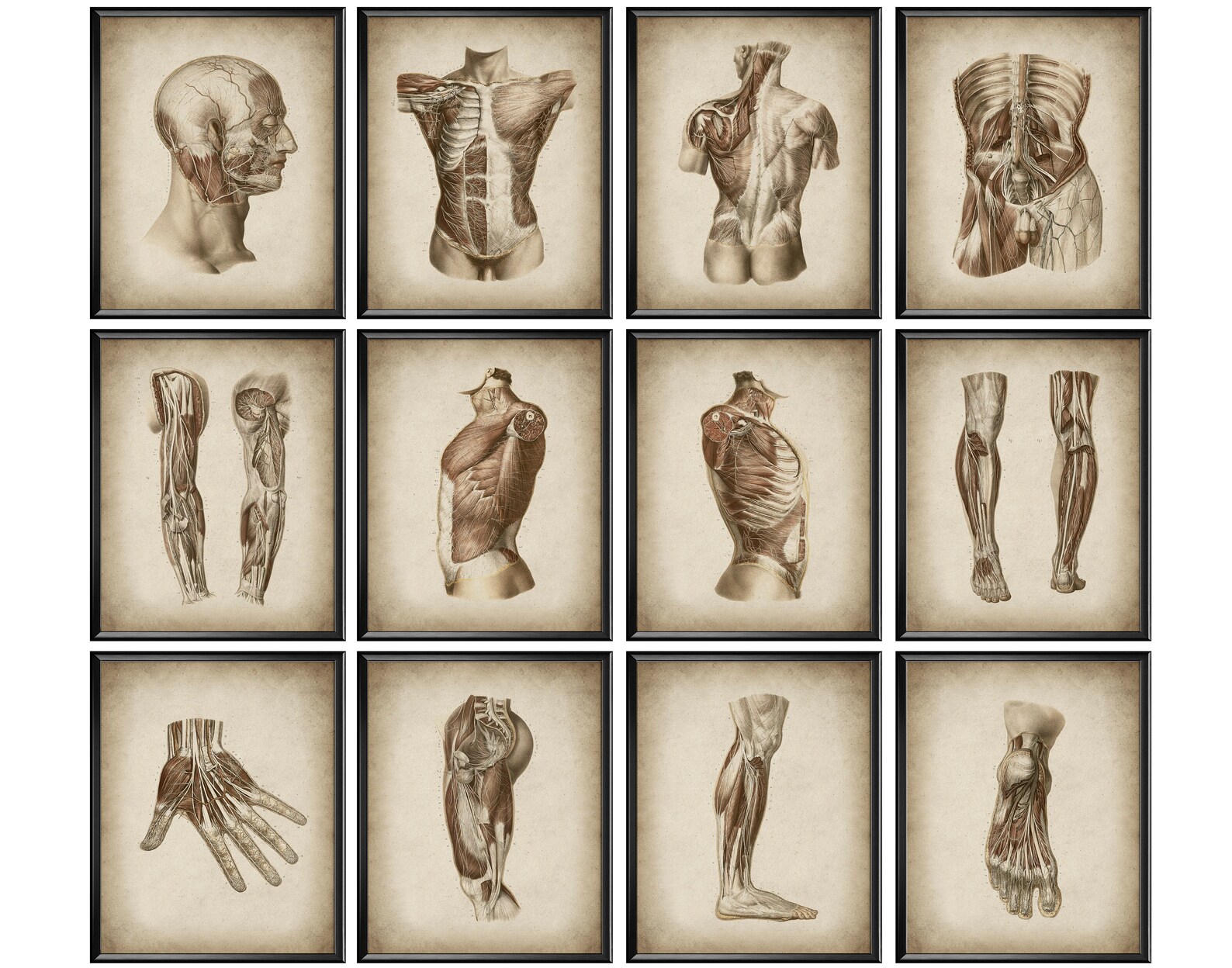 12 Anatomical Posters Vintage Anatomy Art Muscular System Structure ...