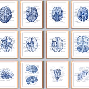 Neurologie Kunst Posters Menselijk Hersendiagram Dwarsdoorsnede Hersenstructuur Afdrukken Medische KunstKliniek Kunst Aan de Muur Neuroloog Gift Science Art Print