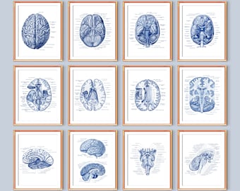 Neurologia Arte Poster Cervello Umano Diagramma Sezione Trasversale Struttura Cerebrale Stampa Medical Art Clinic Wall Art Neurologo Regalo Scienza Arte Stampa