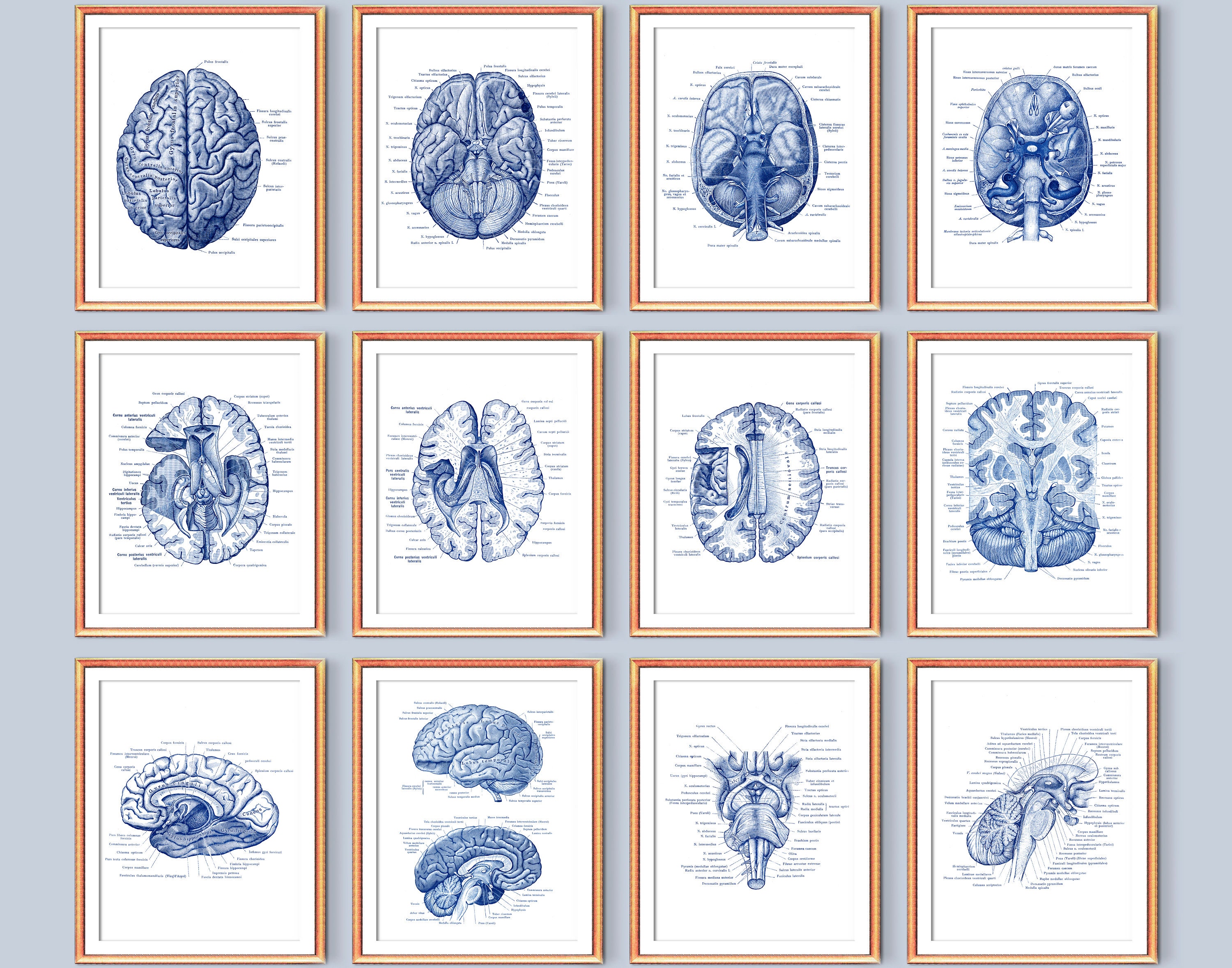 Neurology Art Posters Human Brain Diagram Cross Section Brain Structure ...