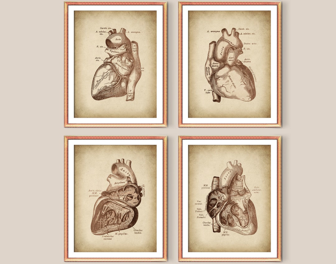 4 Vintage Human Heart Art, Cardiology Poster, Anatomical Heart, Medical ...