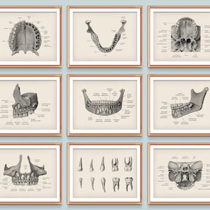 9 tandheelkunde posters tandheelkundige kliniek decor tandarts gift vintage medische kunst tandheelkundige anatomie grafiek primaire gebit bladverliezende tanden kunst
