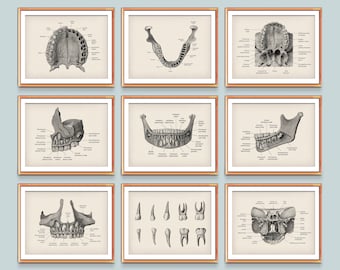 9 Dentistry Posters Dental Clinic Decor Dentist Gift Vintage Medical Art Dental Anatomy Chart Primary Dentition Deciduous Teeth Art