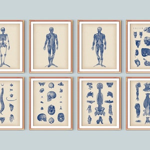 Set 8 Human Anatomy and Physiology Vintage Medical Art Anatomical Body Structure Clinic Wall Decor Doctor Gift Physical Therapist Cabinet