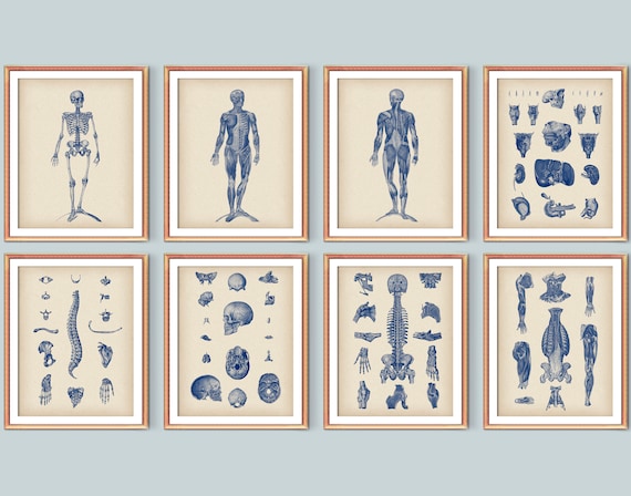 Set 8 Human Anatomy and Physiology Vintage Medical Art | Etsy