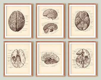 Neurology Vintage Posters, Brain Anatomy Print, Brain Cross Section, Anatomical Brain, Neurologist Gift, Medical School Wall Decor