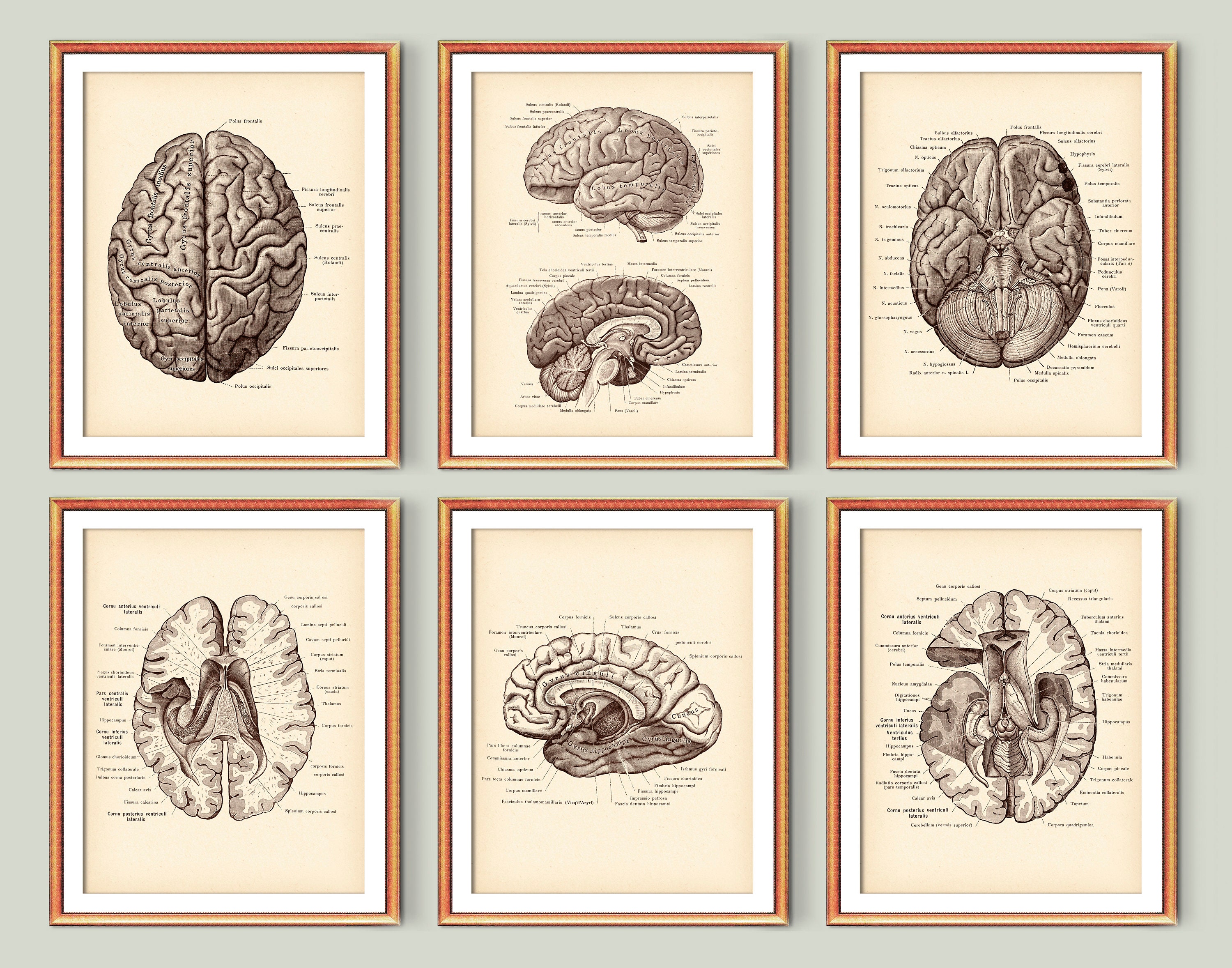 Neuroanatomy Art Print Brain Anatomy Cross Section -  Norway