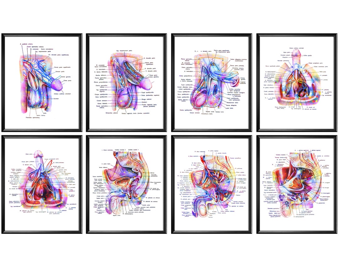 8 Urologist Gift Male Anatomy Poster Urogenital System Art Reproductive