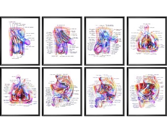 8 Urologist Gift Male Anatomy Poster Urogenital System Art Reproductive System Urinary System Medical Artwork Male Organ Structure Diagram