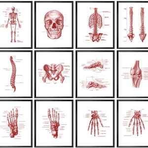 Human Skeletal System Poster Set of 12, Skeletal Bones Art, Skeleton Anatomy Wall Decor, Biology Art, Physiology Art, Orthopedic Surgeon Art