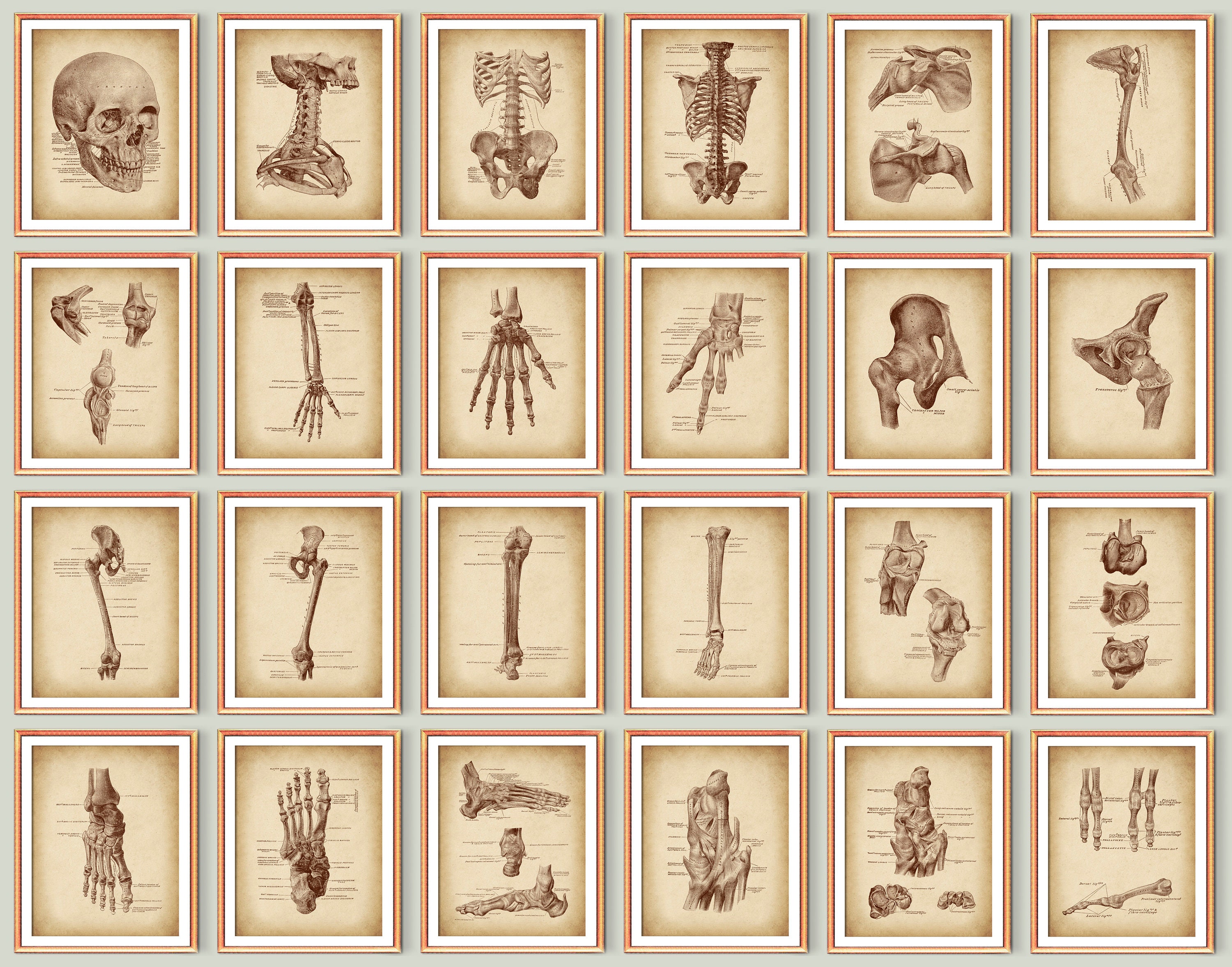 Human Skeleton Anatomy Poster Set of 24 Vintage Physiology Art ...