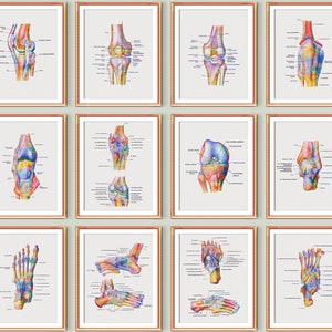 Foot Anatomy Labeled Diagram Knee Joint Foot Bones Printable Art Skeletal Bones Structure Chiropractor Gift Orthopedic Anatomy Poster