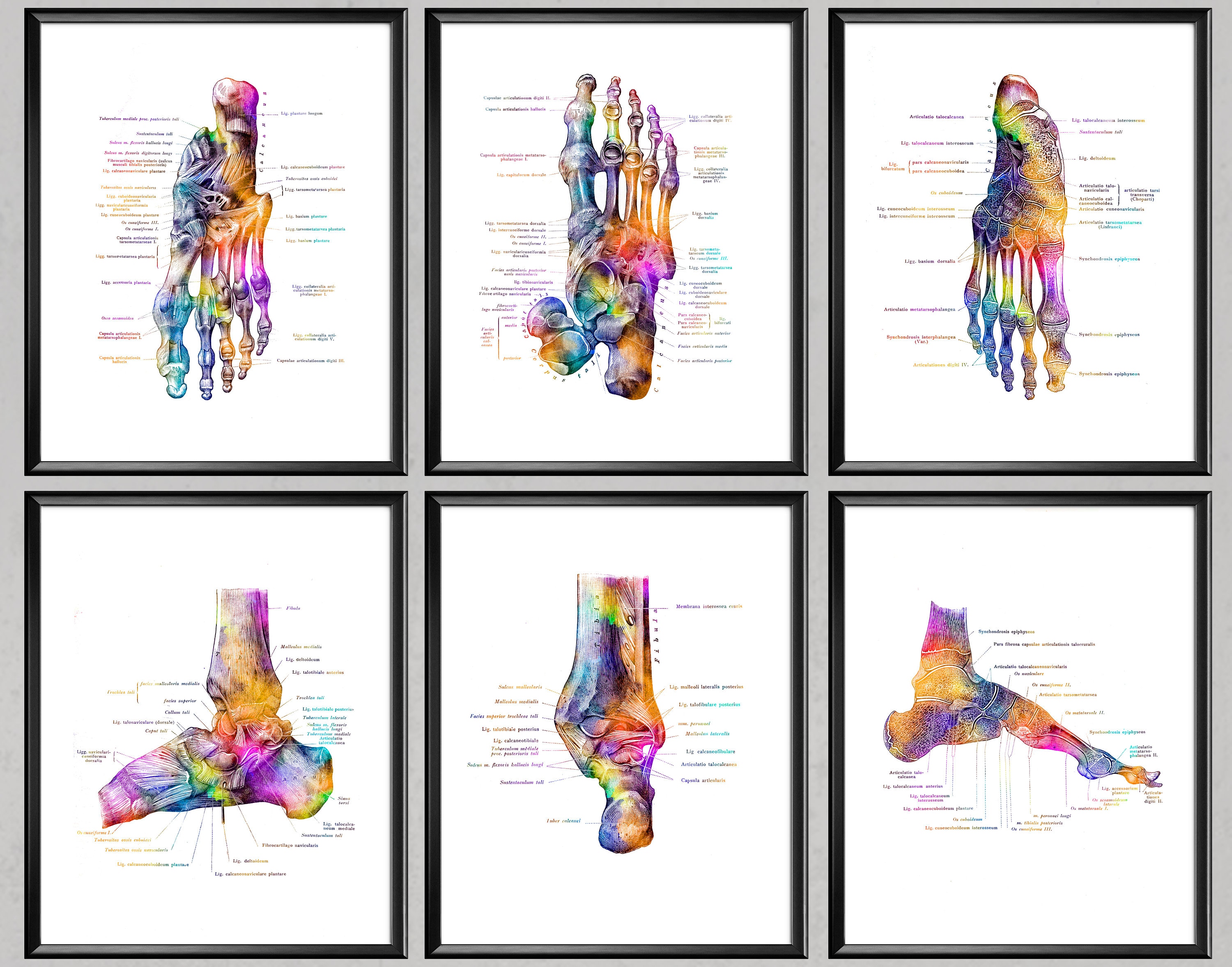Foot Anatomy 6 Posters Skeletal Bones Print Podiatry Art Etsy UK