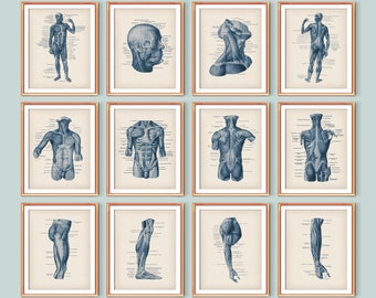 Muscle Types Poster Set 12, Human Anatomy Art, Muscular System, Vintage Medical Decor, Anatomical Body Diagram, Doctor Office Art, Massage