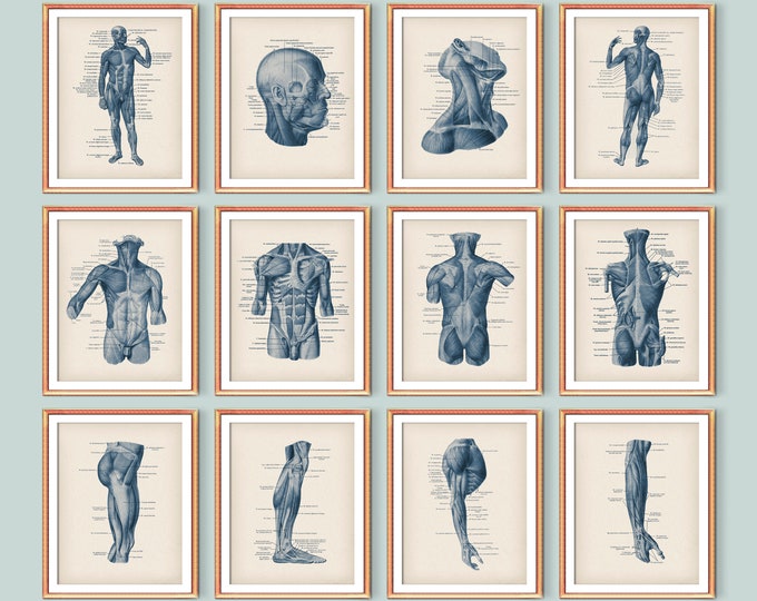 Muscle Anatomy Charts | Human Body Posters | Bodybuilding Posters ...