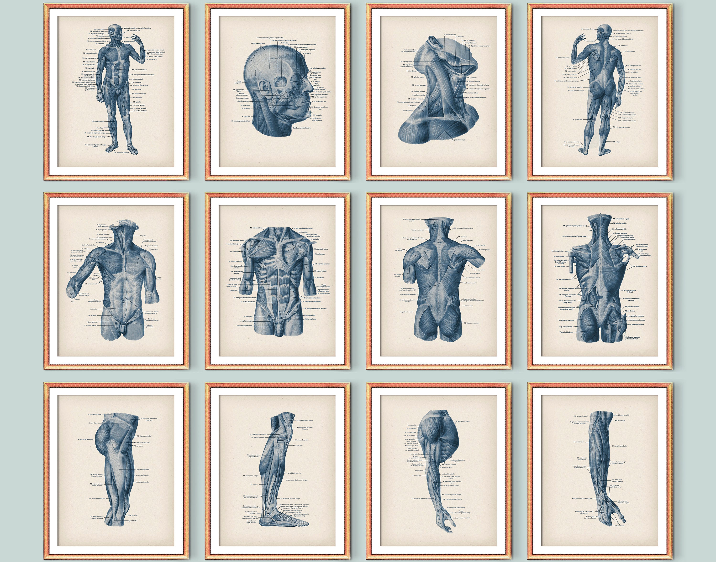 Muscle Types Poster Set 12 Human Anatomy Art Muscular - Etsy Canada