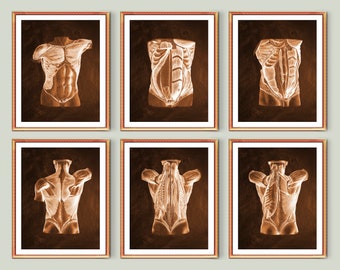 6 Torso Anatomía Muscular Arte Cuerpo Humano Músculos Músculos Abdominales Anatomía Póster Arte Médico Masaje Clínica Decoración de pared Médico Regalo