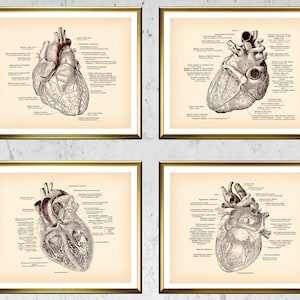 Human Anatomical Heart Vintage Poster Medical Art Antique Anatomy Art Cardiologist Gift Doctor Decor Clinic Wall Art