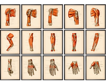 15 Anatomy of Hand and Shoulder Poster Vintage Anatomical Limb Art Muscles of Arm Poster Human Muscular System Art Chiropractic Clinic Decor