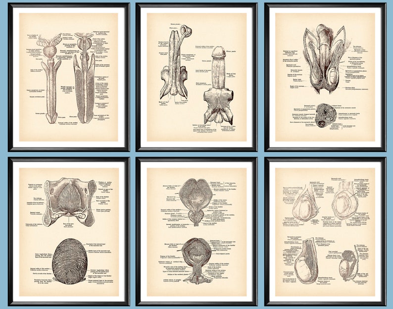 Penis Print Male Anatomy Poster Vintage Reproductive System Urinary ...